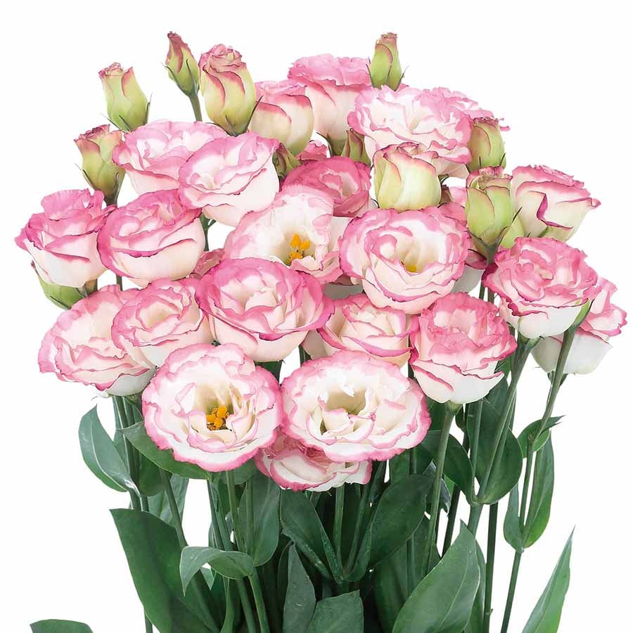 🔥Τελευταία μέρα πώλησης💝Eustoma Thornless Rose💐Σπόροι Lisianthus-GR