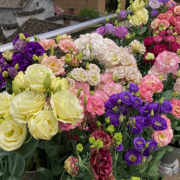 🔥Τελευταία μέρα πώλησης💝Eustoma Thornless Rose💐Σπόροι Lisianthus-GR