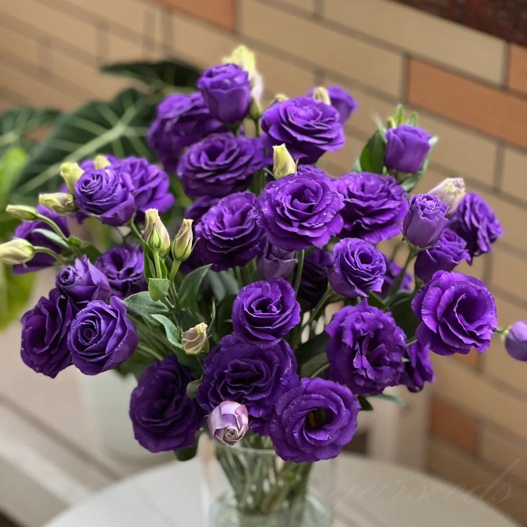 🔥Τελευταία μέρα πώλησης💝Eustoma Thornless Rose💐Σπόροι Lisianthus-GR